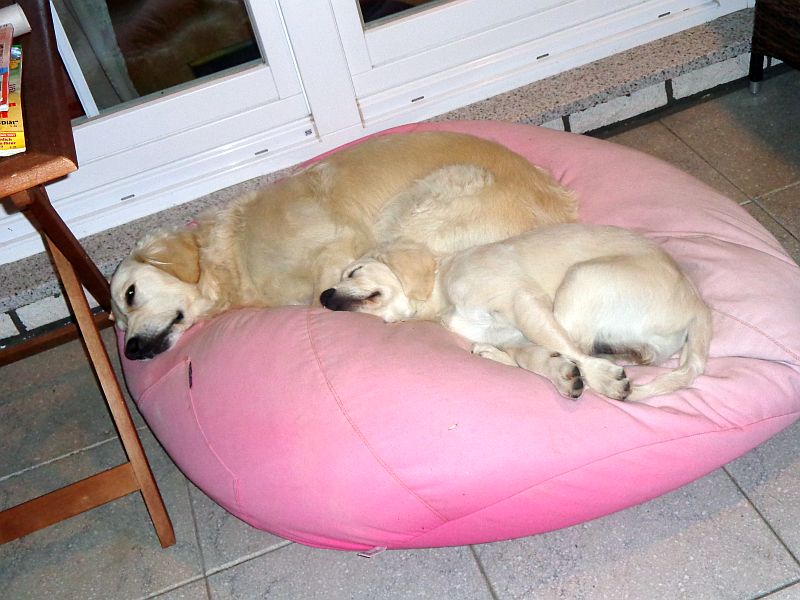 Die beiden Süßen angekuschelt auf dem Sitzsack