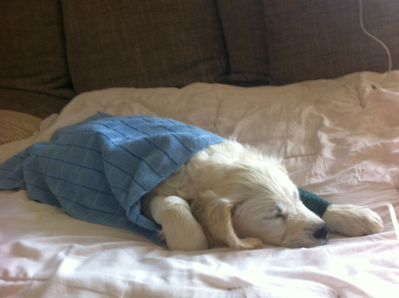 Dante ist erschöpft