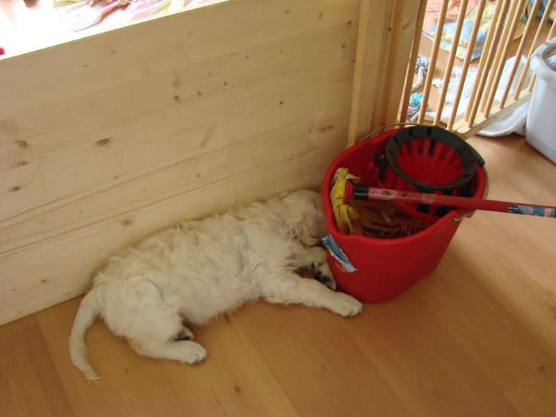 Wischmop am Wischmop