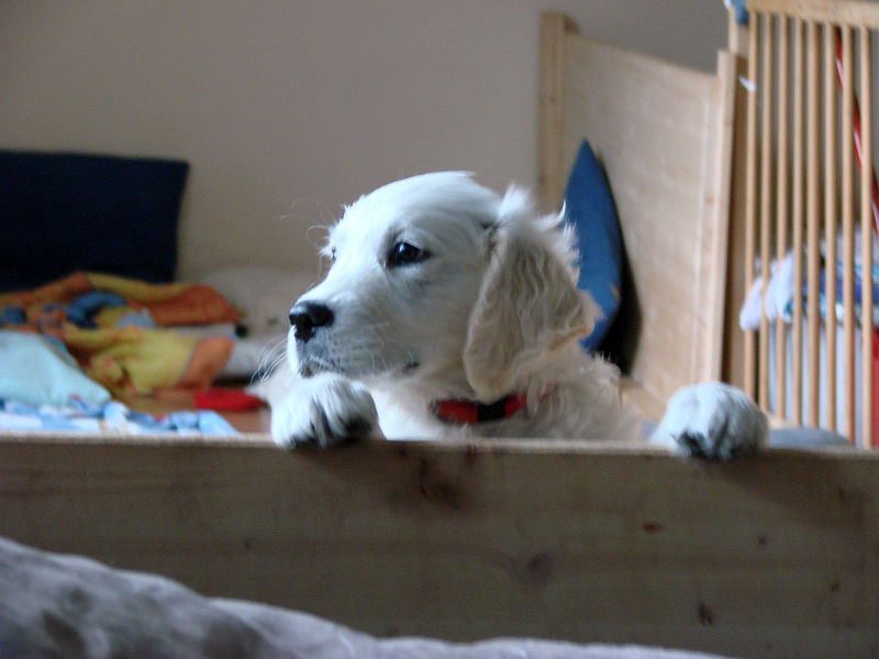 Dante schaut aus der Kiste