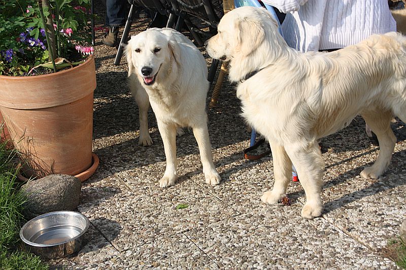 Geburtstagstrfeff D am 1.06.13 098