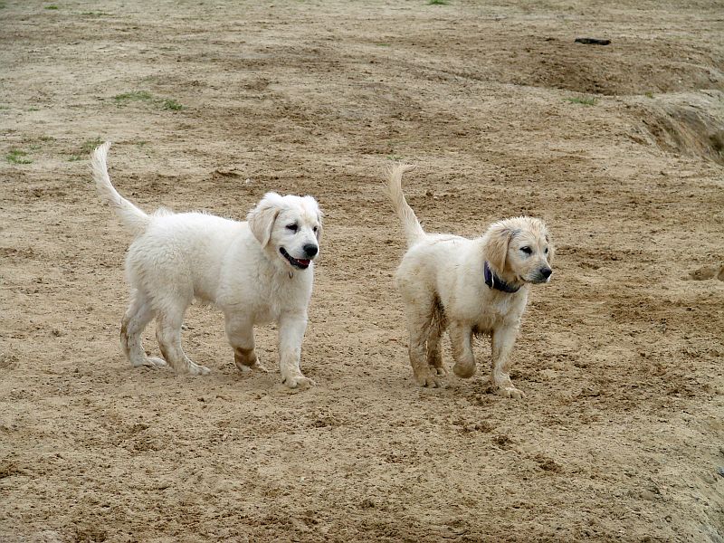 Geburtstagstrfeff D am 1.06.13 438