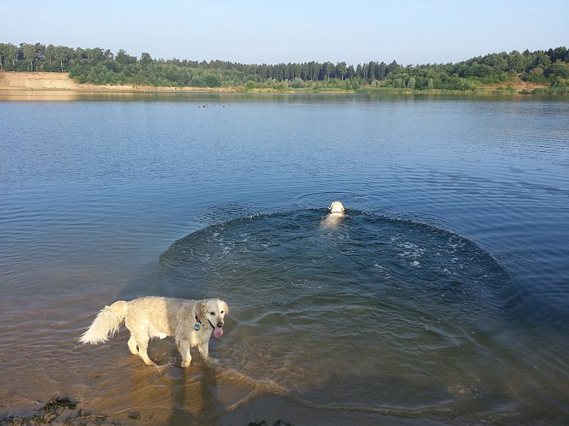 Bonita apportiert ihr Lieblingsspielzeug