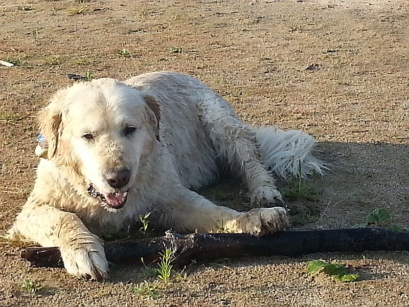 Hera mit ihrem Stock