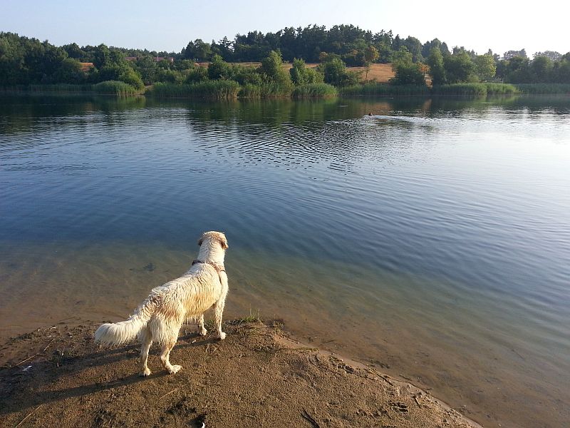 Bonnie schaut Crazy nach, die einen Wasservogel jagt
