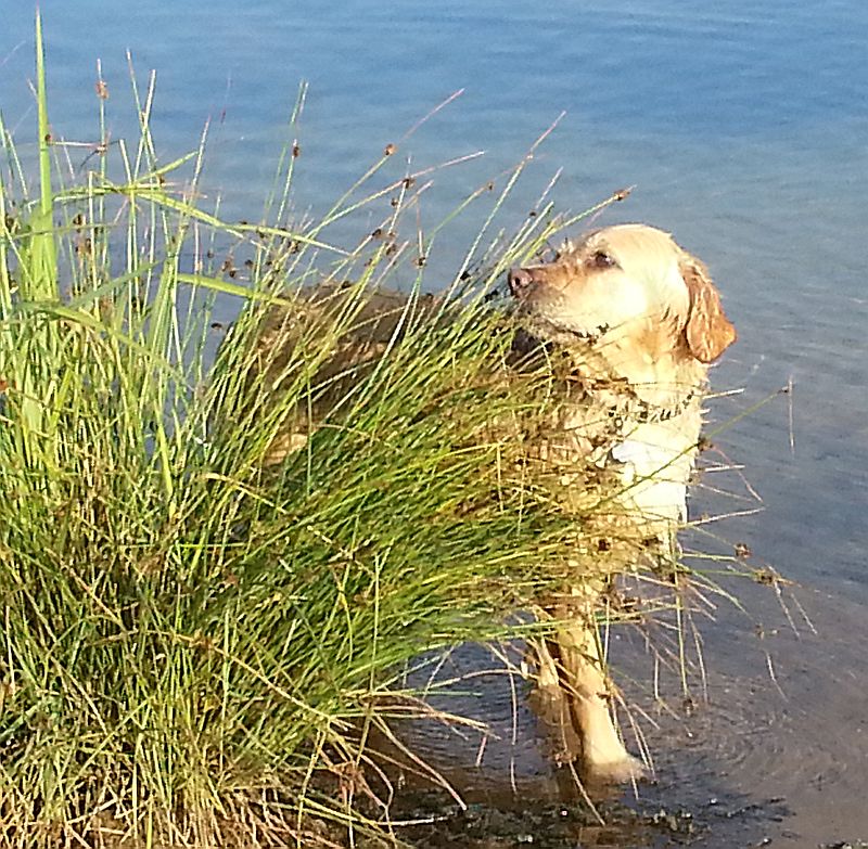 Arielle schmeckt auch Seegras