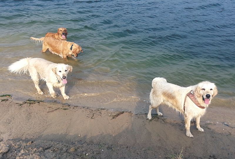 Unsere Viergespann am See: von rechts: Bonita, Hera, dahinter Arielle und Crazy