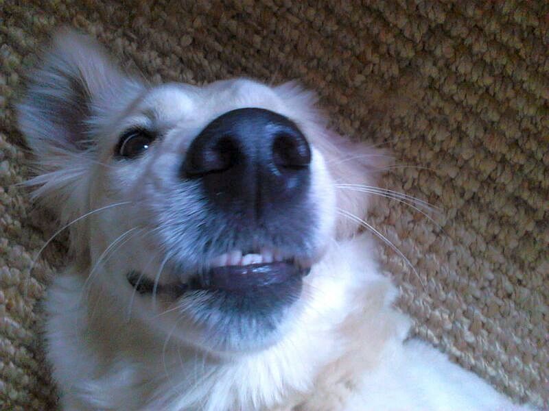 Der Hund der lächeln kann- Luna :o)