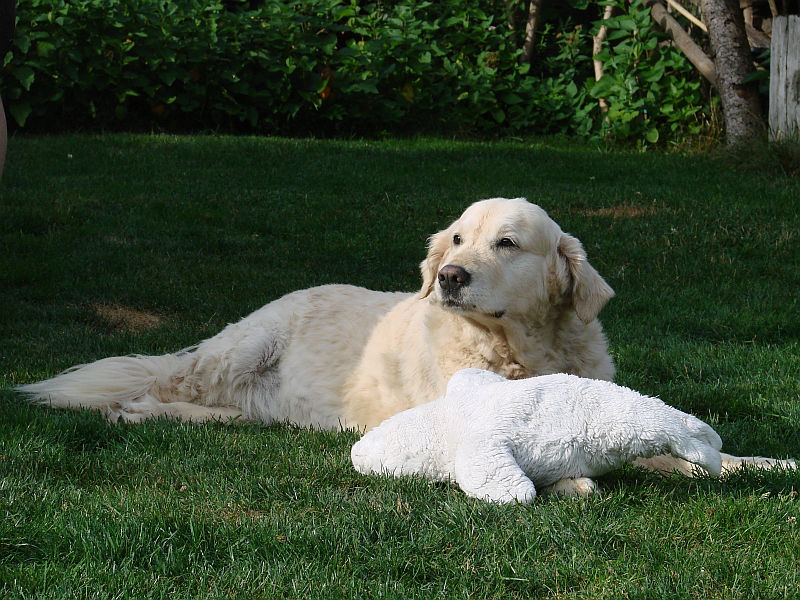 1 E Treffen- Wurf 10.08.2013 188