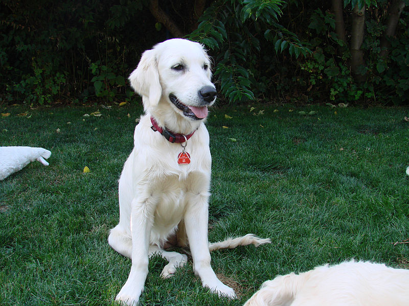 1 E Treffen- Wurf 10.08.2013 217