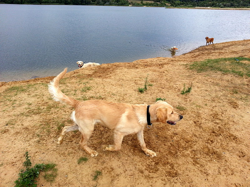 Eden mit unseren Hundedamen am See
