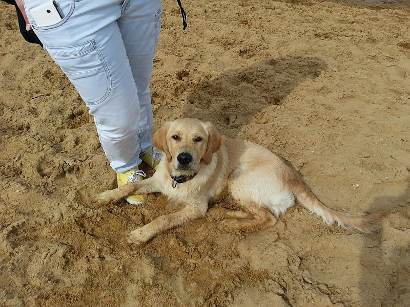 Sandig und aufmerksam