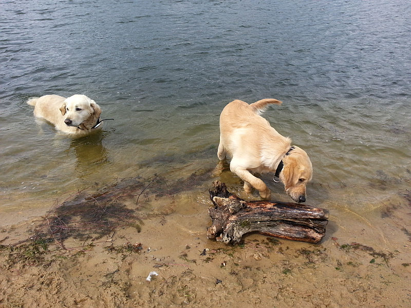 Eden und sein Stöckchen