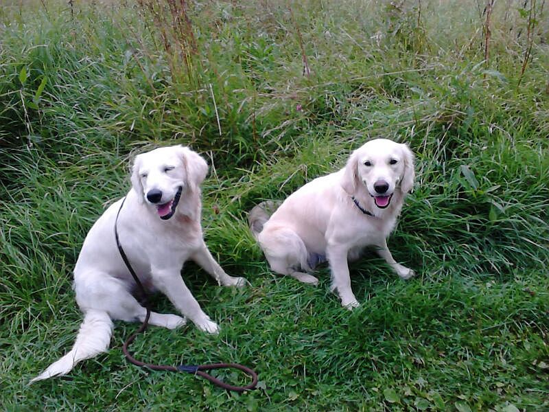 Luna (links) mit Schwesterchen Daphne
