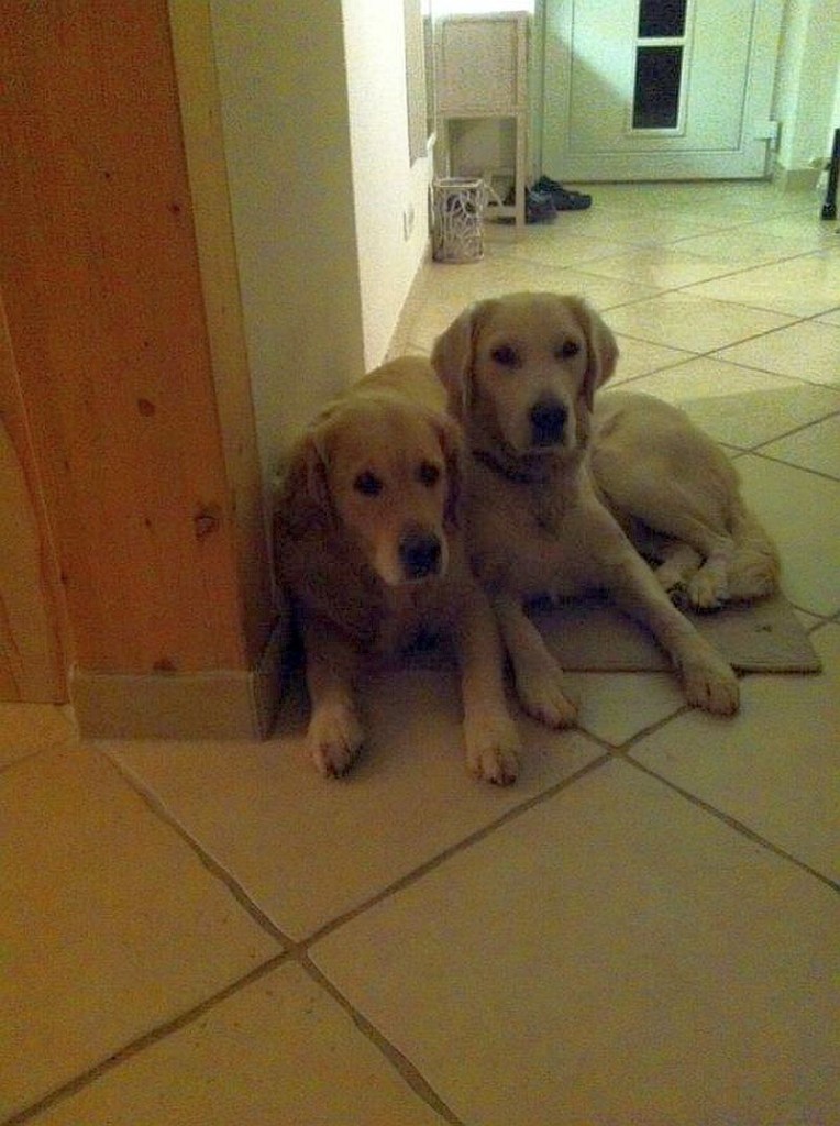 Dunja ( rechts) mit der Zweithündin Lilly