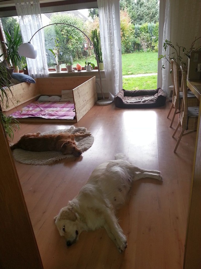 Bonita verbringt  nun ihre Zeit vorzugsweise schlafend