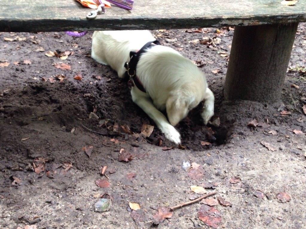 IMG-20141003-WA0005