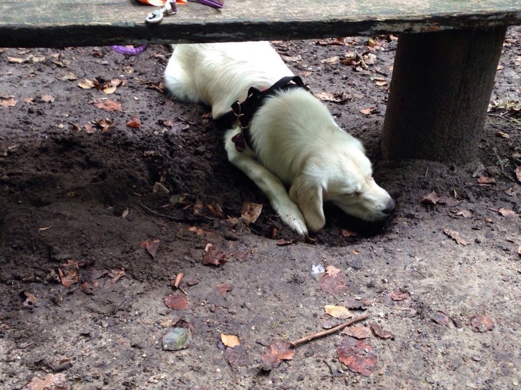 IMG-20141003-WA0007