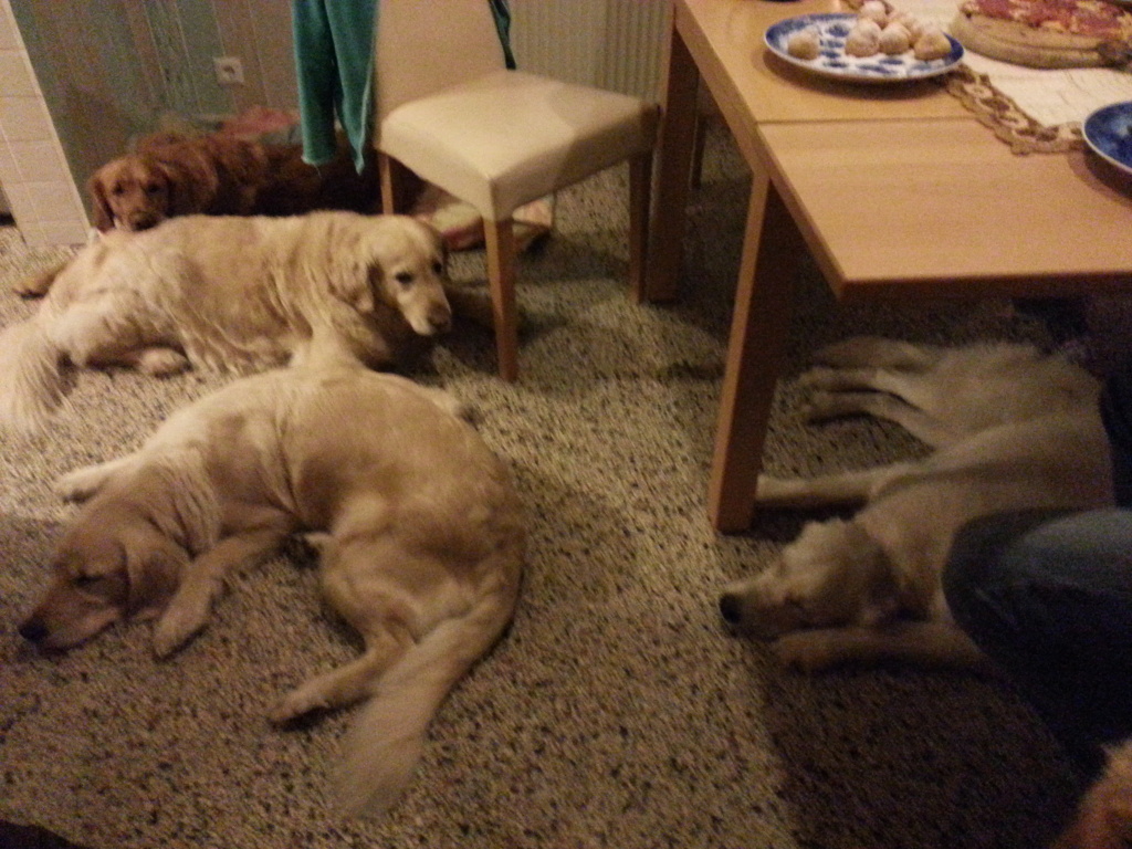 Crazy, Hera, Bonnie und Fuchur unter dem Tisch