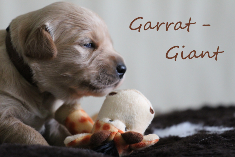 Garret-Giant